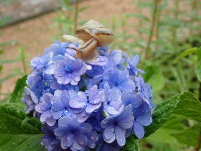 ビオトープ紫陽花